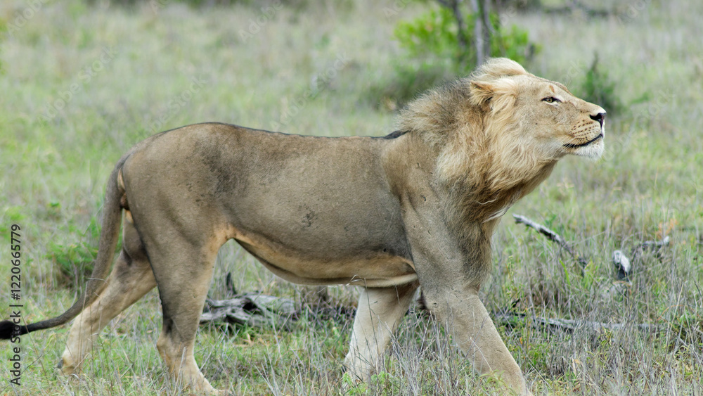 Lion walking in nature on safari Lion walking in nature on safari