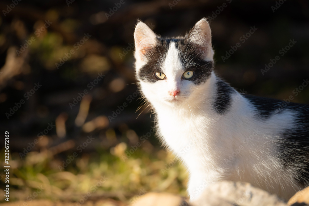 Gato Gato