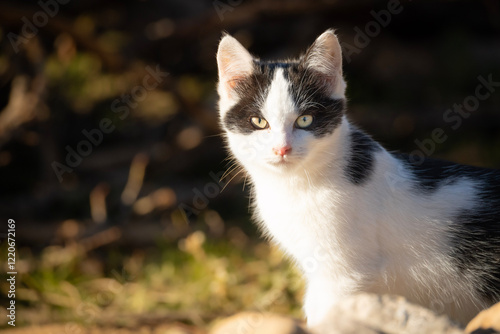 Gato