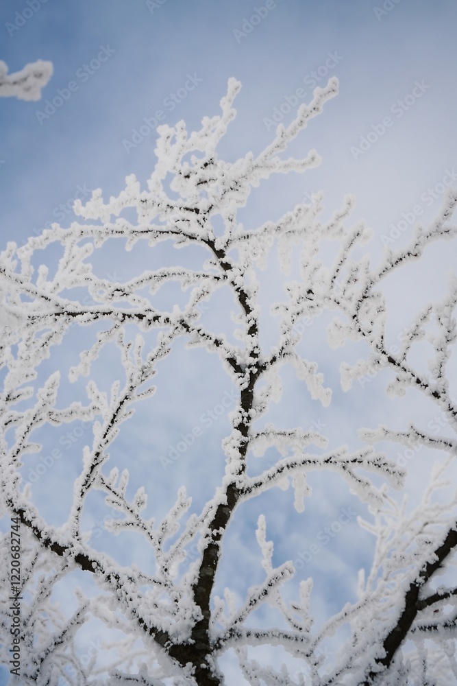 Snow covered branches in the Carpathian mountains Snow covered branches in the Carpathian mountains