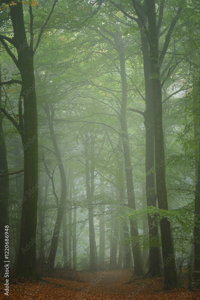 Fototapeta premium Misty woodland