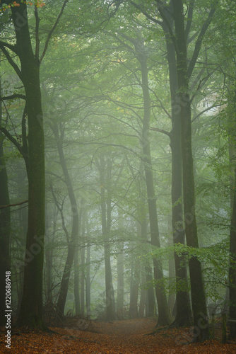 Misty woodland