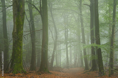 Misty woodland