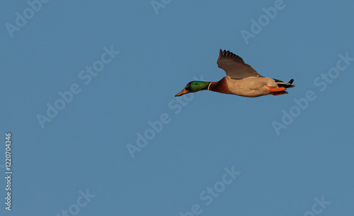 volando 1