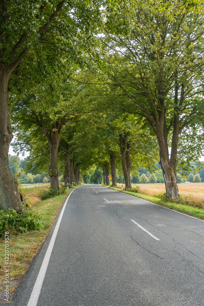 Obraz premium Eine Allee mit üppigen Laubbäumen