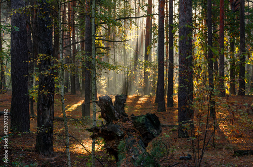 The forest is permeated with sunbeams. Nice sunny weather for walks in nature. photo