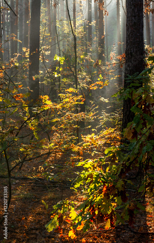 The forest is permeated with sunbeams. Nice sunny weather for walks in nature. photo