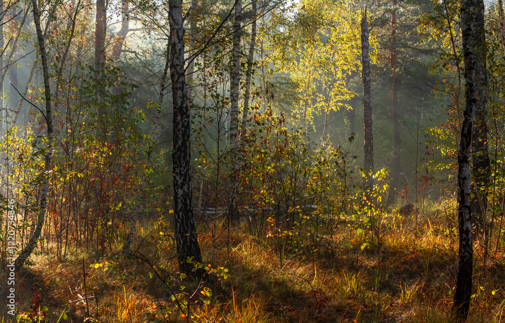 The forest is permeated with sunbeams. Nice sunny weather for walks in nature. The forest is permeated with sunbeams. Nice sunny weather for walks in nature.