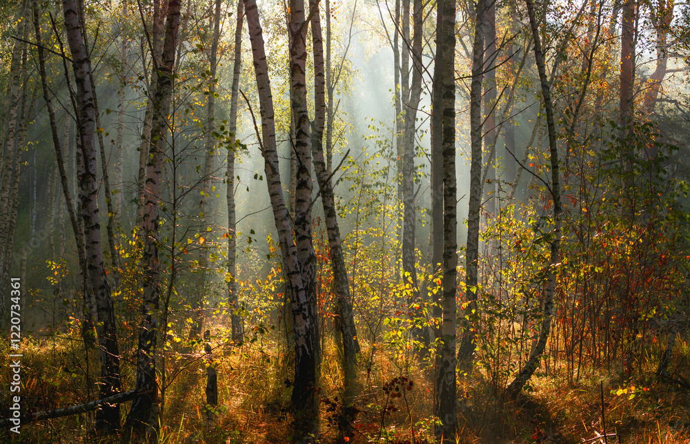 Fototapeta premium The forest is permeated with sunbeams. Nice sunny weather for walks in nature.