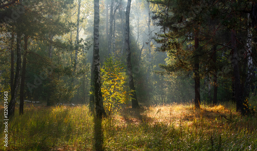 The forest is permeated with sunbeams. Nice sunny weather for walks in nature. photo