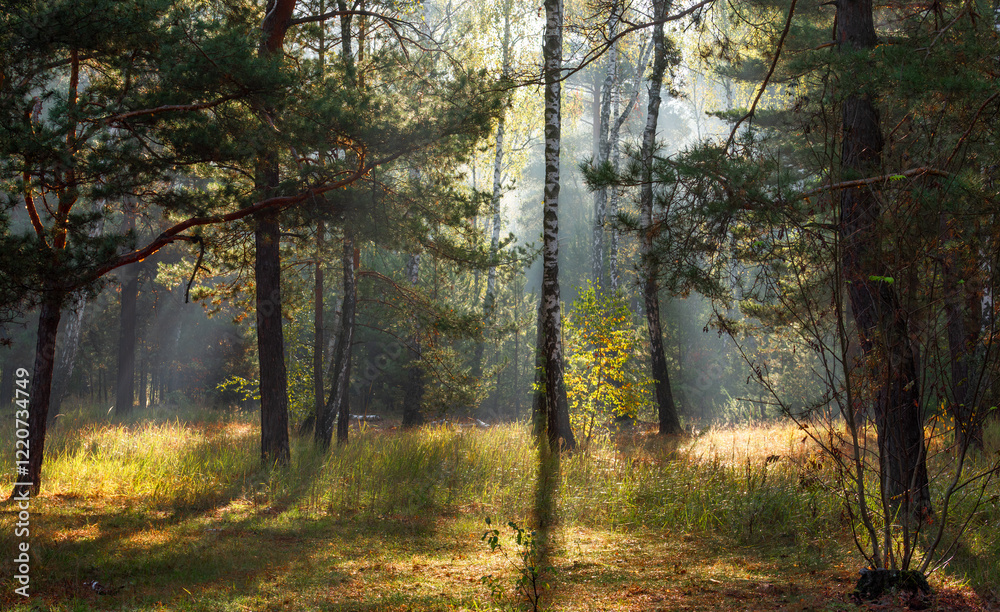 Fototapeta premium The forest is permeated with sunbeams. Nice sunny weather for walks in nature.