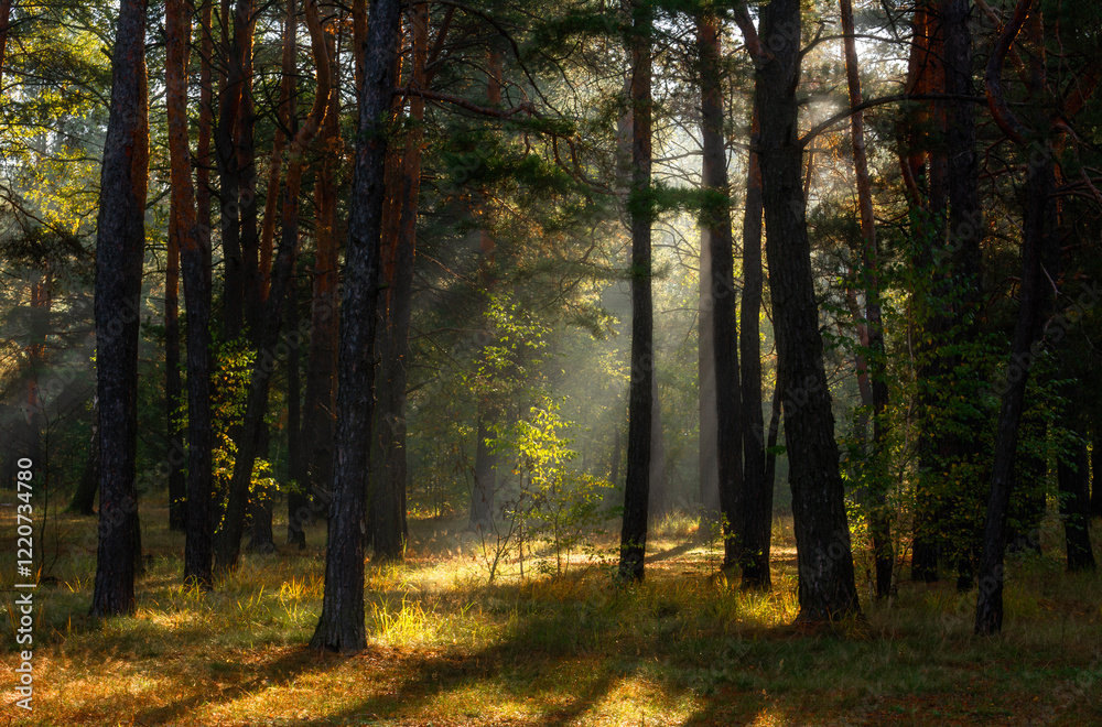 Obraz premium The forest is permeated with sunbeams. Nice sunny weather for walks in nature.
