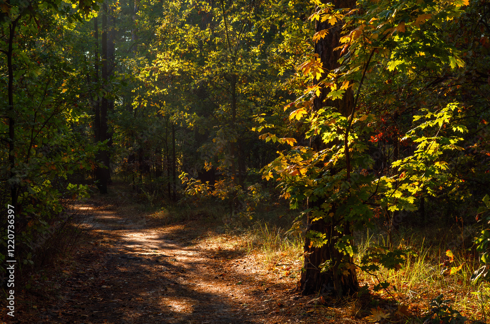 The forest is permeated with sunbeams. Nice sunny weather for walks in nature. The forest is permeated with sunbeams. Nice sunny weather for walks in nature.
