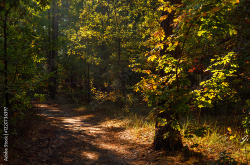 The forest is permeated with sunbeams. Nice sunny weather for walks in nature. photo