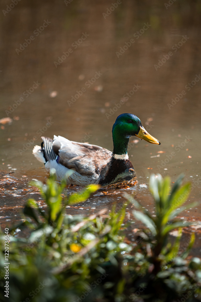 Obraz premium Pato en el agua