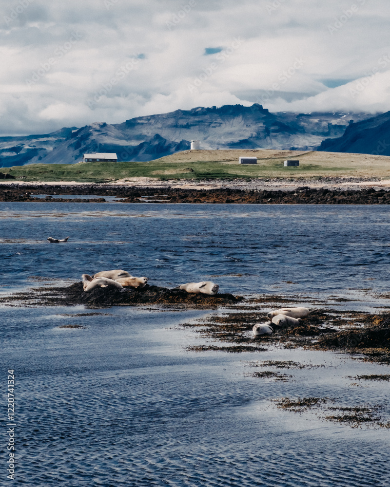 Obraz premium Harbor seals resting on seaweed-covered rocks at Ytri Tunga beach, West Iceland.