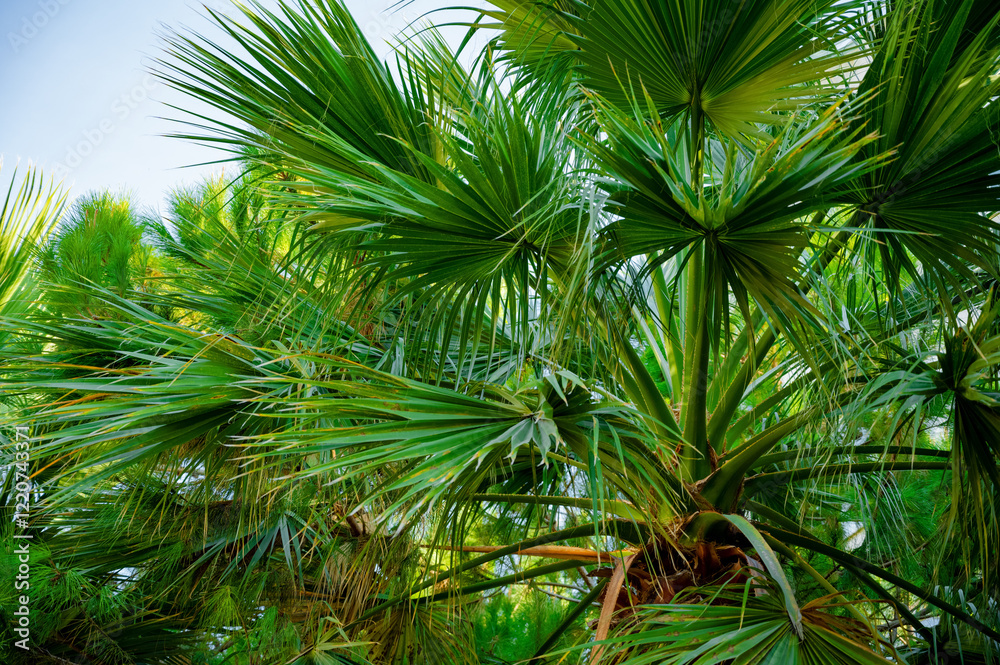Trachycarpus fortunei, Chusan palm, Chinese windmill palm close up. Green natural background.
