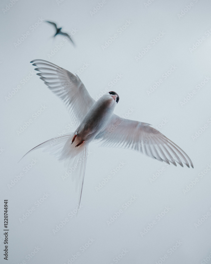Elegant Arctic tern in flight against a soft sky in South Iceland Elegant Arctic tern in flight against a soft sky in South Iceland