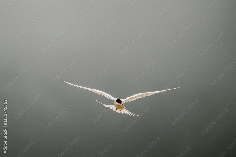 Arctic tern (kría) soaring gracefully with wings spread in South Iceland. Arctic tern (kría) soaring gracefully with wings spread in South Iceland.
