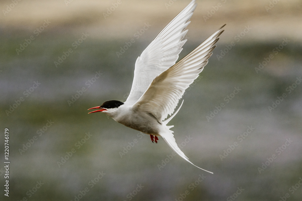 Arctic tern in elegant flight over a serene landscape in South Iceland Arctic tern in elegant flight over a serene landscape in South Iceland