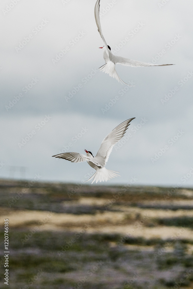 Two Arctic terns in flight over the scenic landscape of South Iceland Two Arctic terns in flight over the scenic landscape of South Iceland