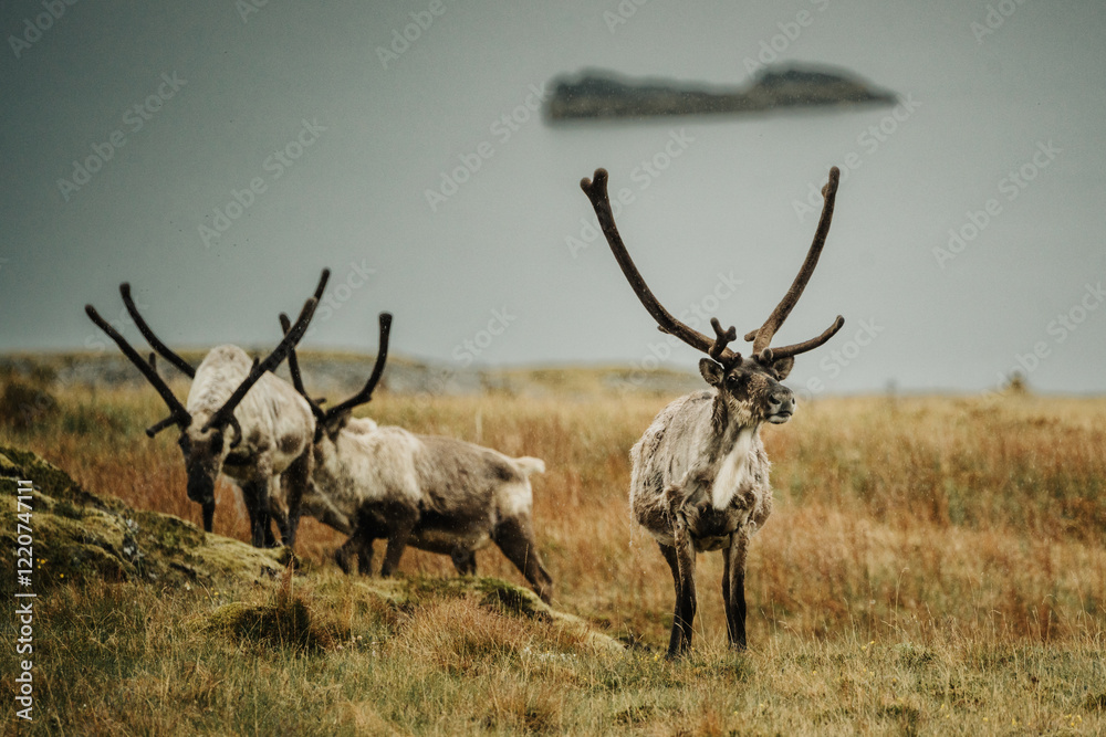 A group of reindeer grazing on mossy hills near the coast in East Iceland. A group of reindeer grazing on mossy hills near the coast in East Iceland.