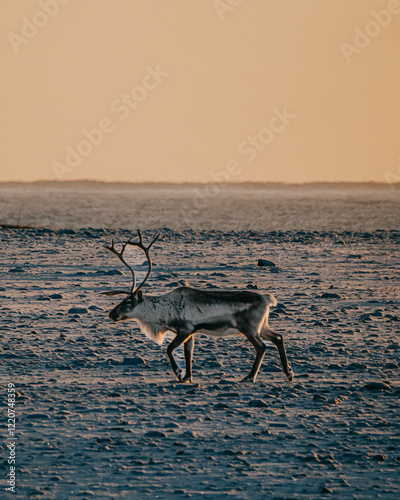 Reindeer walking across a rocky tundra during sunset in East Iceland.
