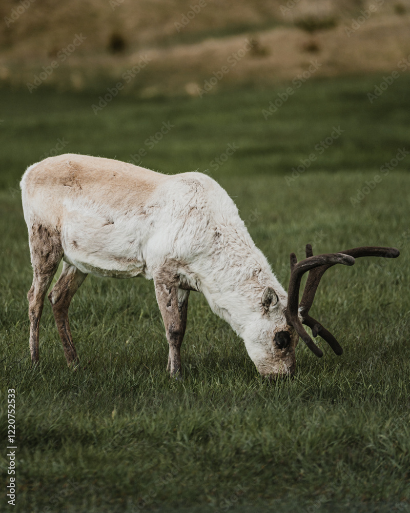 Naklejka premium A reindeer standing on lush green grasslands, staring intently, in East Iceland.