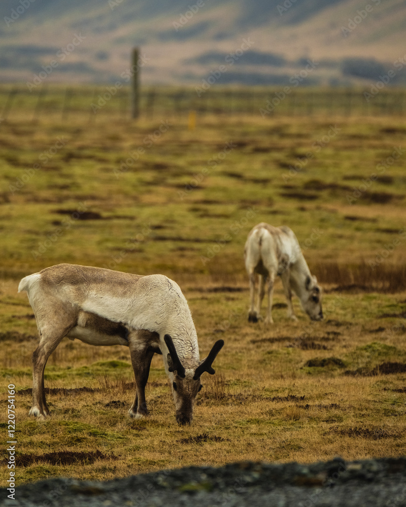 Two reindeer grazing on a grassy field in East Iceland, showcasing natural beauty. Two reindeer grazing on a grassy field in East Iceland, showcasing natural beauty.