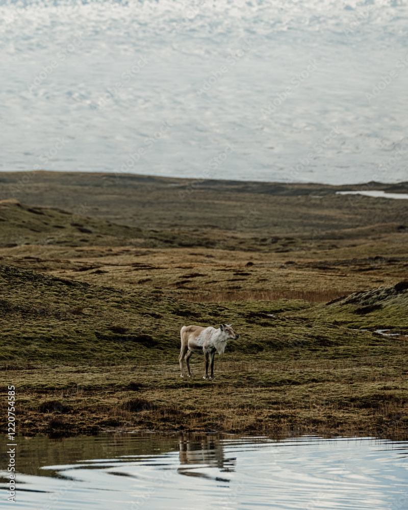 Fototapeta premium A reindeer standing on tundra with Vatnajökull Glacier and a reflective pond in South Iceland...