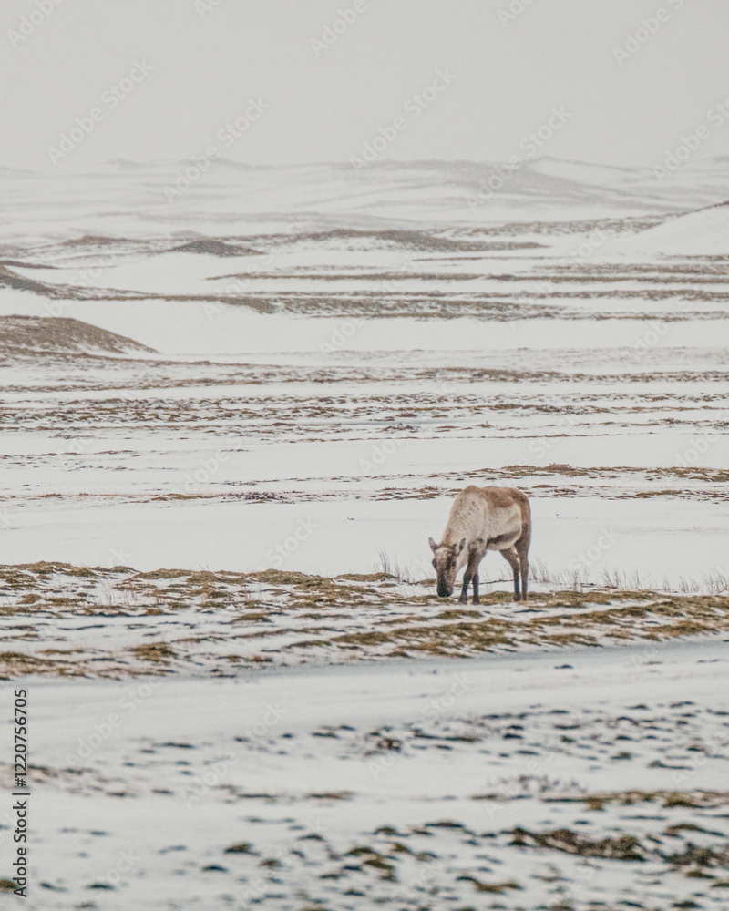 A lone reindeer grazing on a snowy field during snowfall in South Iceland... A lone reindeer grazing on a snowy field during snowfall in South Iceland...