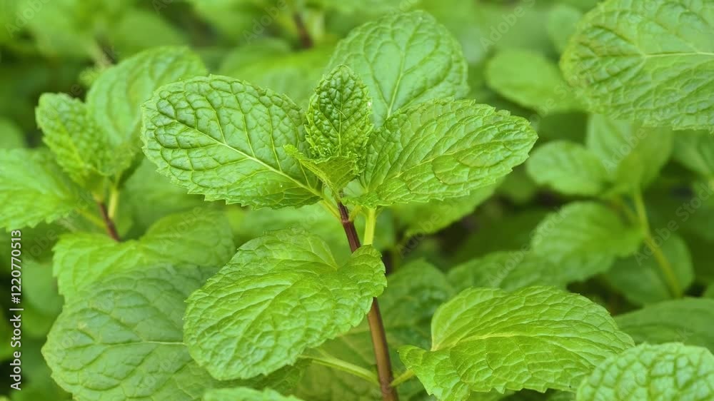 Fresh mint in the garden Fresh mint in the garden