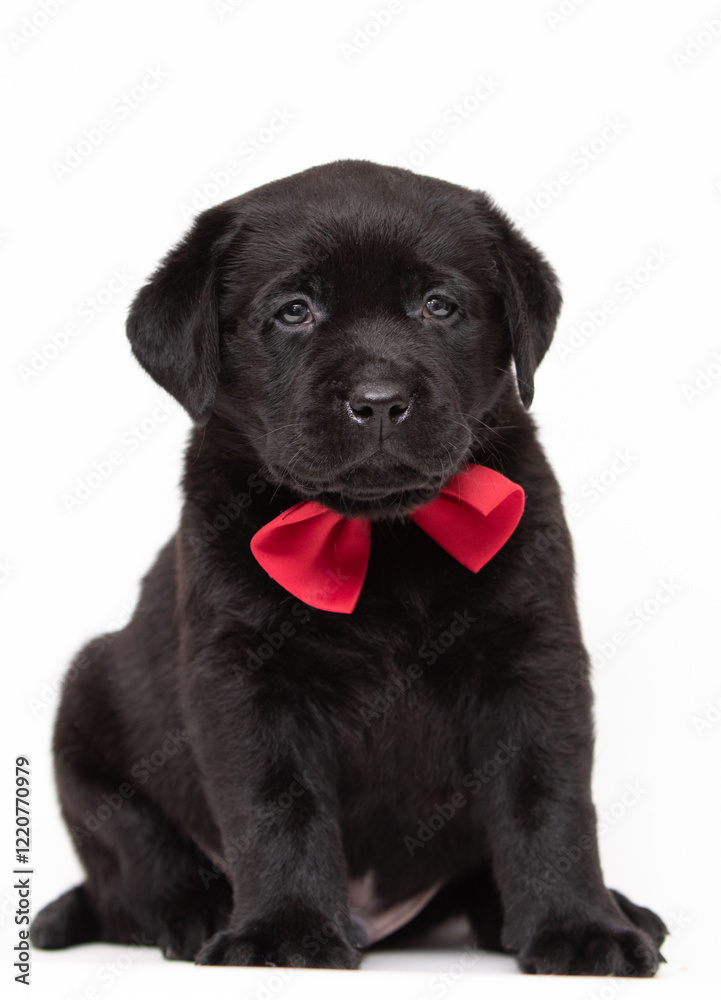 Labrador puppy sitting on white background in red tie Labrador puppy sitting on white background in red tie