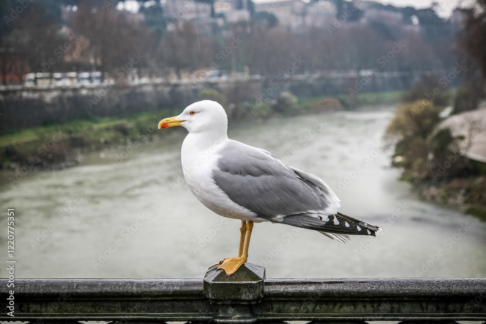 A seagull is standing on a railing near a river. The bird is looking to the left A seagull is standing on a railing near a river. The bird is looking to the left