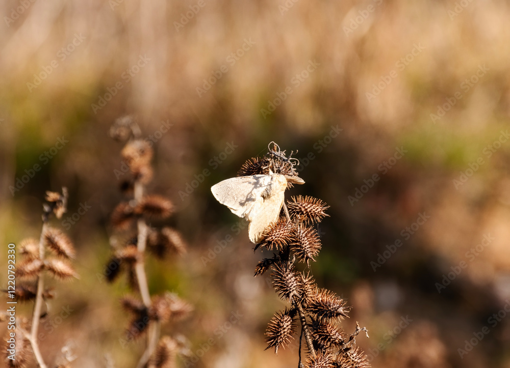 Delicate Wings and Spiky Textures Delicate Wings and Spiky Textures