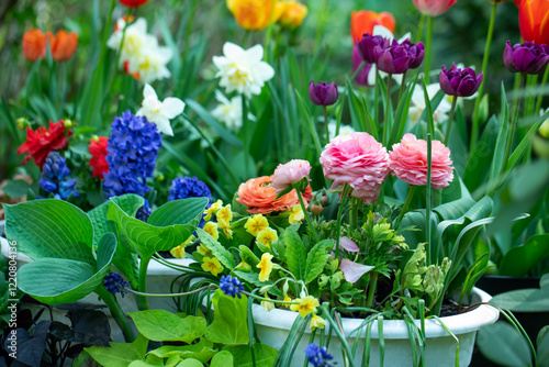 wiosenne kompozycje kwiatowe w ogrodzie, tulipany, narcyze, hiacynty i jaskry na tle soczystej zieleni © meegi