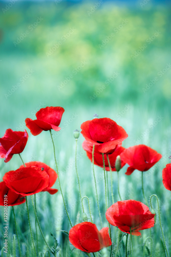 Fototapeta premium Red poppies flower springtime nature background