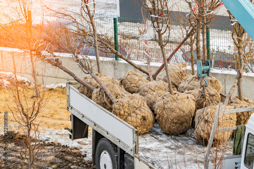 deciduous trees ready for planting delivered by truck with root ball wrapped in burlap. selective focus