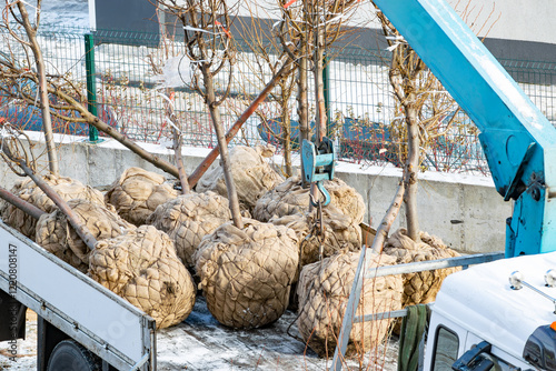 deciduous trees ready for planting delivered by truck with root ball wrapped in burlap. selective focus