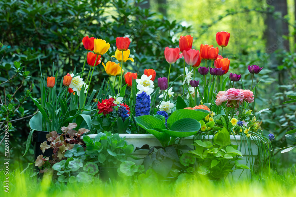 Obraz premium wiosenne kompozycje kwiatowe w ogrodzie, tulipany, narcyze, hiacynty i jaskry na tle soczystej zieleni