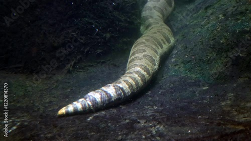 The green anaconda (Eunectes murinus), also known as giant anaconda swim under water