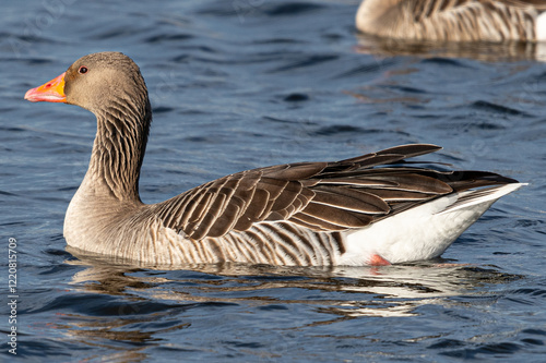 The common goose anser is a species of anseriform bird in the Anatidae family native to Eurasia and North Africa common in aiguamolls emporda girona spain photo