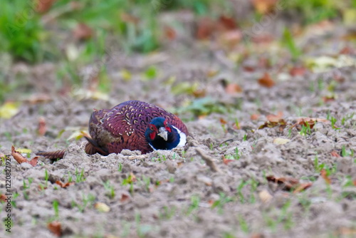 Jagdfasan Männchen tarnt sich auf einem Feld im Herbst photo