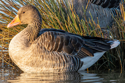 The common goose anser anser is a species of anseriform bird in the Anatidae family native to Eurasia and North Africa common in aiguamolls emporda girona spain photo