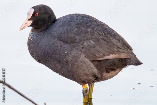 Fulica atra is a eurasian coot very common in the mediterranean aiguamolls emporda girona catalonia spain photo