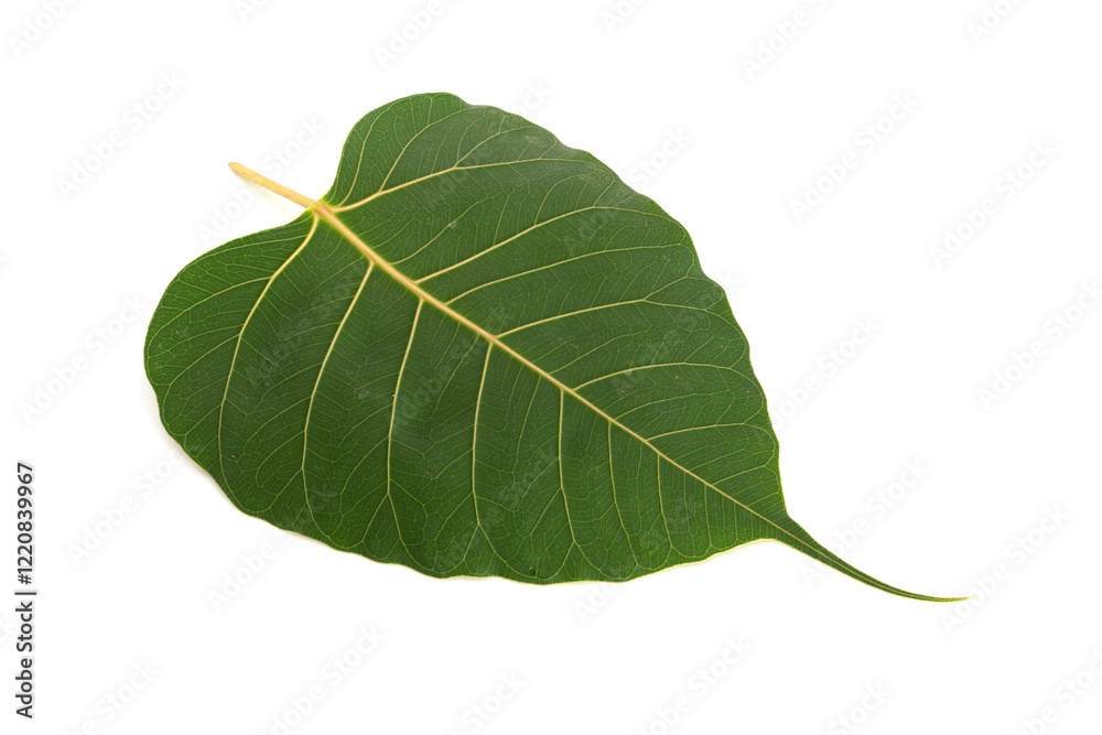 Obraz premium Bodhi leaf