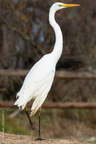 The great egret (Ardea alba) common egret large egret or great white egret or great white heron photo