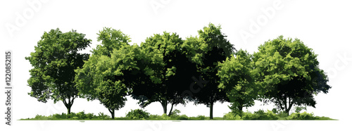 Summer forest vector illustration with Green Trees, foliage, transparent background, alpha channel, cut path for web pages, nature design for printing materials
