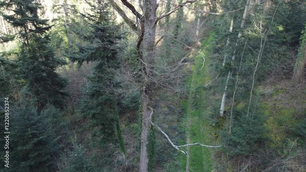 Aerial video above a forest in a rural area in Meaux France Aerial video above a forest in a rural area in Meaux France