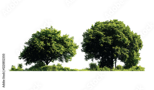 Green Trees vector illustration, summer forest with foliage, transparent background, alpha channel, cut path, for printing and web design, eco-friendly nature illustration
